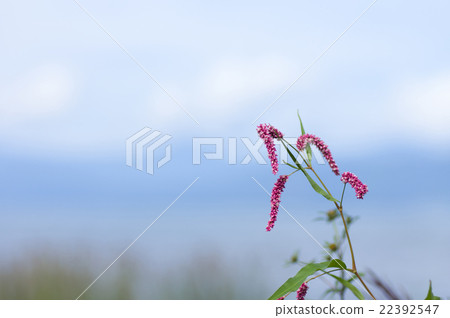 Persicaria longise 22392547