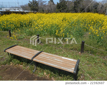 Rape flowers and benches at the park 22392687