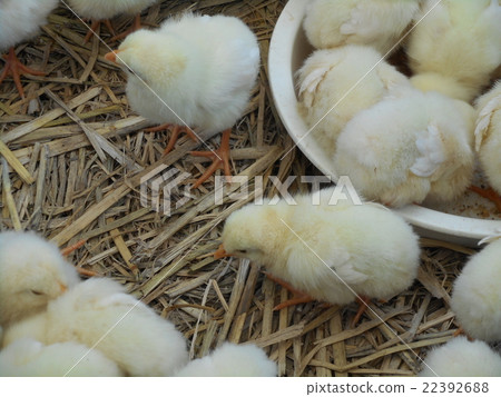 Chick Chick 22392688