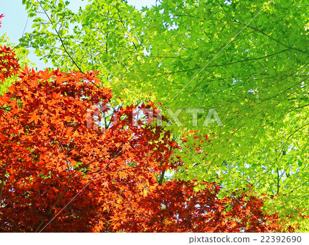 紅槭和新鮮的綠色楓樹 紅槭和新鮮的綠色楓樹 22392690
