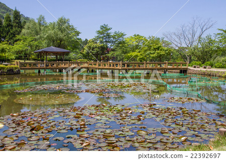 Minami-Echizen-cho霍爾公園的花 22392697