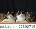 Nekachachi和書籍7 22392716