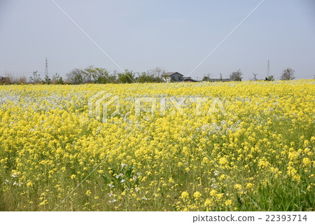 Rape flower and water station view Fukushima-doga, Niigatai, Urakigane 22393714