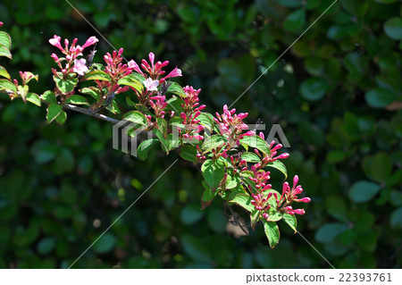 Buds of Taniutsugi Buds of Taniutsugi 22393761