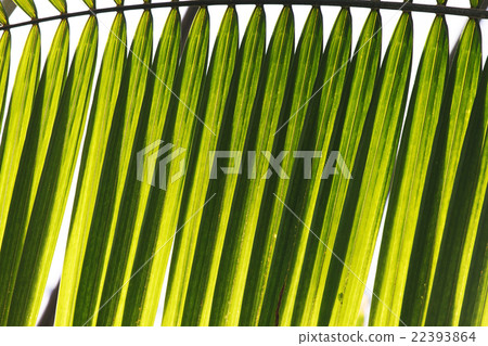 leaf texture 22393864