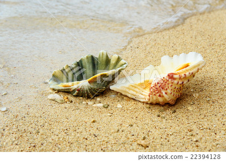 Seashells on sand at beach Seashells on sand at beach 22394128