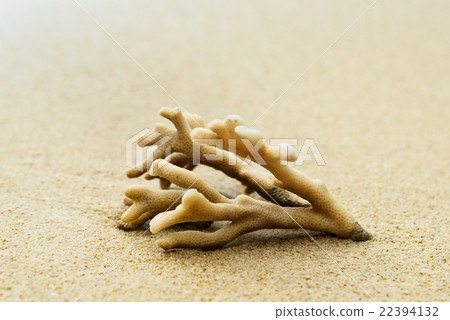 Coral on the sand at beach Coral on the sand at beach 22394132