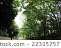 Forest path 22395757