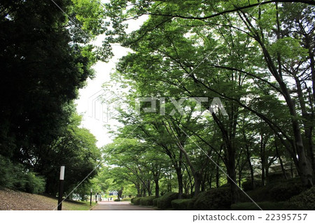 Forest path Forest path 22395757