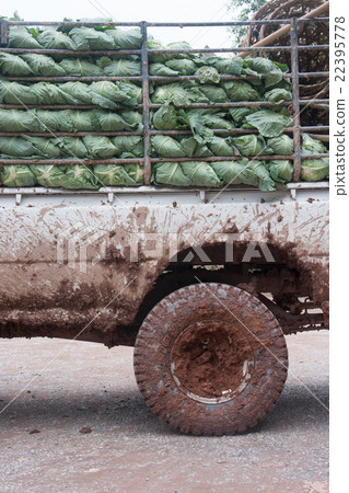 carrying cabbage carrying cabbage 22395778