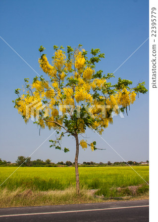 cassia flower tree 22395779