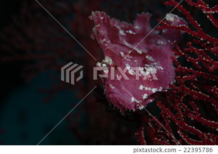 Hadaka Haokoze 22395786