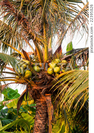 coconut on the tree coconut on the tree 22395826