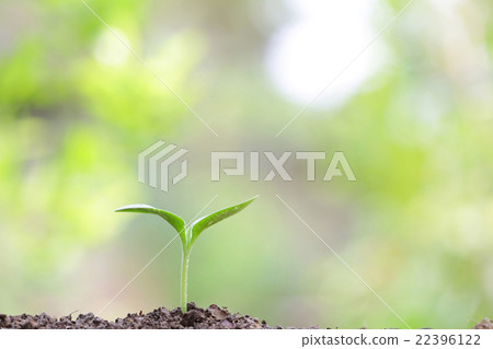 Growing plant Growing plant 22396122
