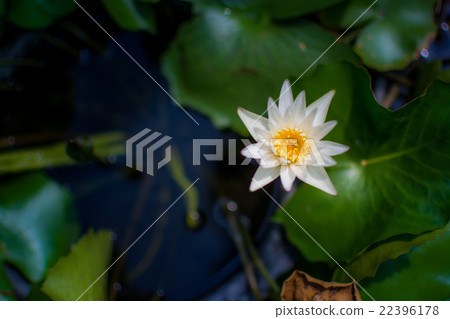 Lotus flower and Lotus flower plants 22396178