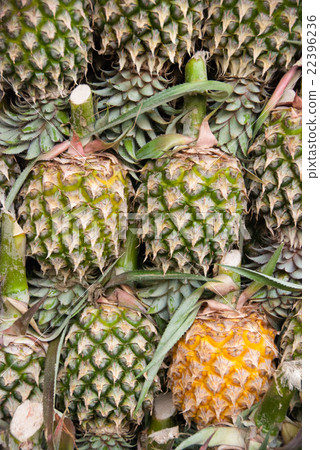 Pineapple Background Pineapple Background 22396236