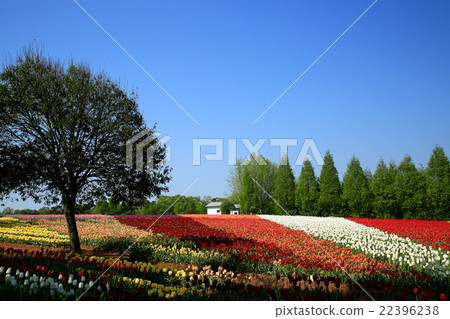 Cutting field 383 Cutting field 383 22396238