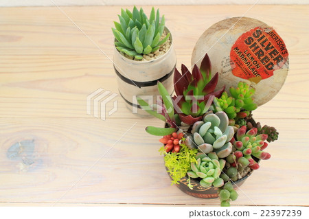 Planting succulent plants Planting succulent plants 22397239