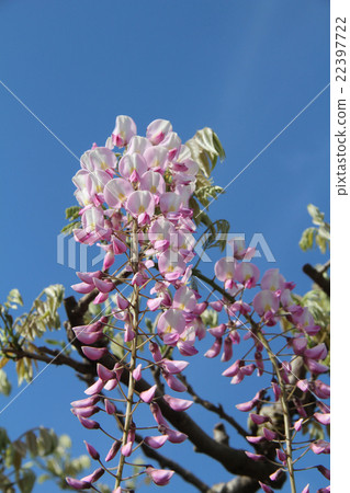  Wisteria flowers 22397722