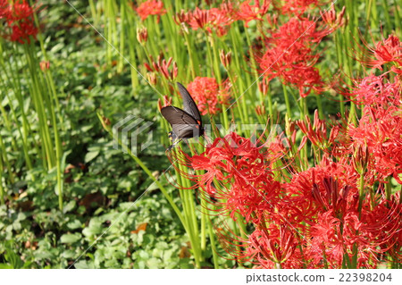 Swallowtail butterflies and amaryllis 22398204