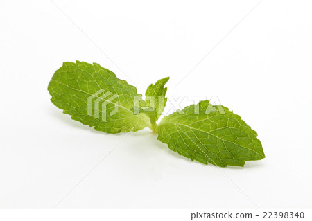 薄荷 薄荷 22398340