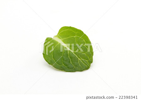 薄荷 薄荷 22398341
