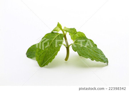 薄荷 薄荷 22398342