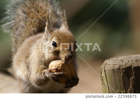 Up squirrel Up squirrel 22398673