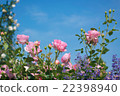 Blue sky and flowers 22398940
