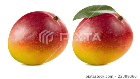 Double whole red mango leaf isolated on white 22399366