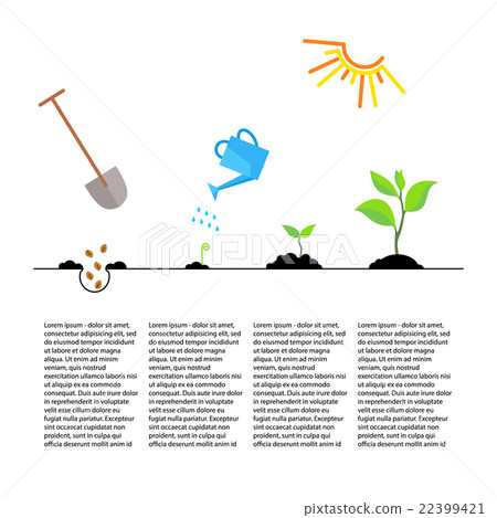 Timeline infographic of planting tree process 22399421