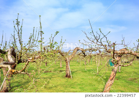 Aomori Prefecture Tsunagichi apple field and Iwakiyama 22399457