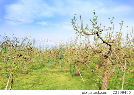 Aomori Prefecture Tsunagichi apple field and Iwakiyama 22399460