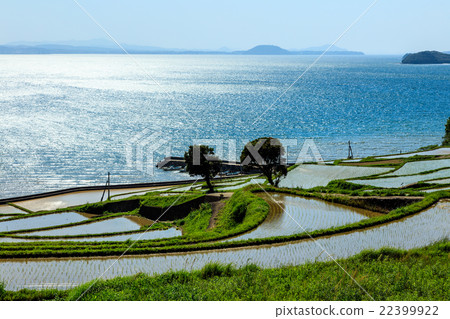 Rice terraces of Tsuchiya 22399922