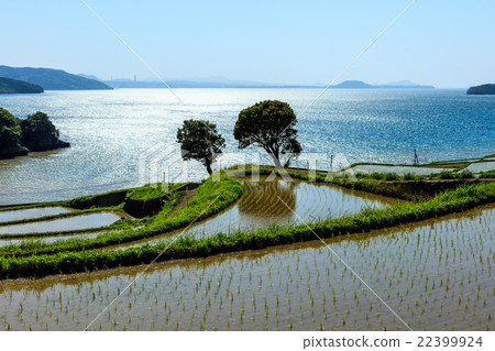 Rice terraces of Tsuchiya 22399924