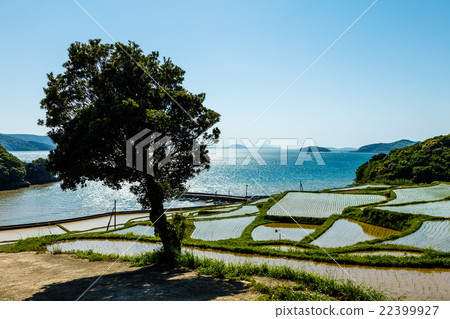 Rice terraces of Tsuchiya Rice terraces of Tsuchiya 22399927