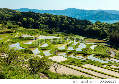 Rice terraces of Tsuchiya 22399931