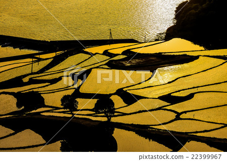 Rice terraces of Tsuchiya 22399967