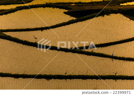 Rice terraces of Tsuchiya 22399971