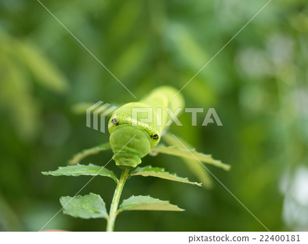 Swallowtail larvae Swallowtail larvae 22400181