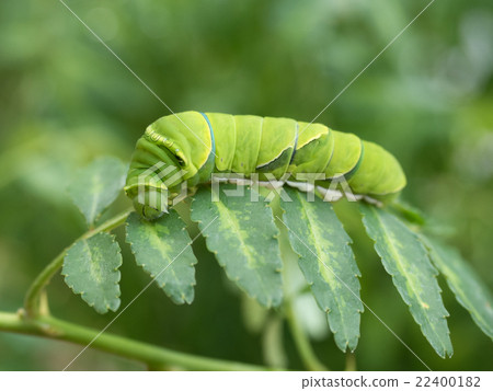燕尾幼蟲 燕尾幼蟲 22400182