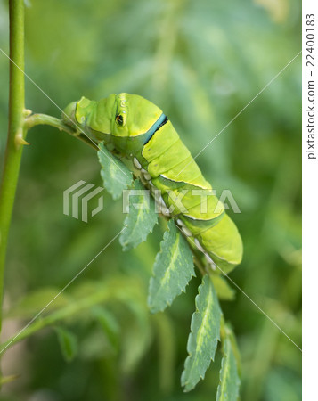 Swallowtail larvae 22400183