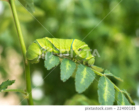 Swallowtail larvae 22400185