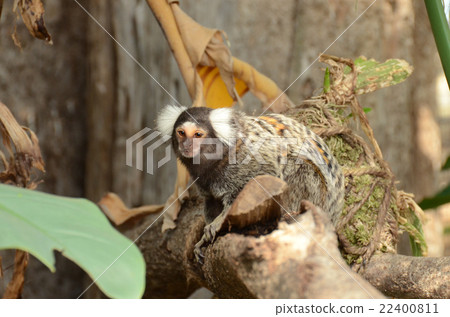 普通mar猴 普通mar猴 22400811