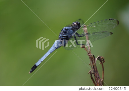 Shiokaratombo 22400845