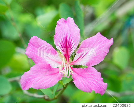 Purple Flower 22400925