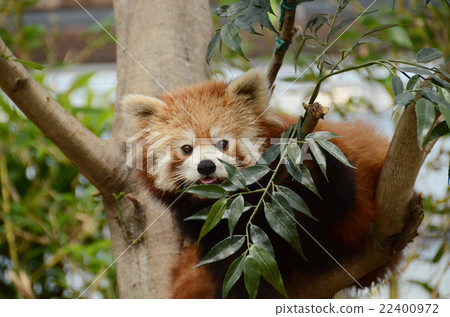 Lesser panda Lesser panda 22400972