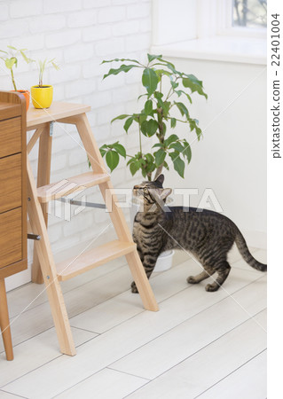 一隻火雞 22401004