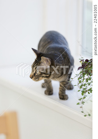 貓側身看 22401005