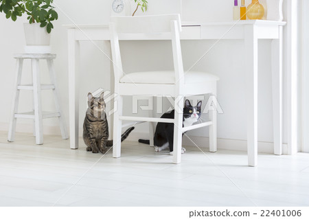 Two cats watching over 22401006